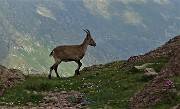 Pizzo dei Tre Signori (2554 m) da Ornica il 19 luglio 2020